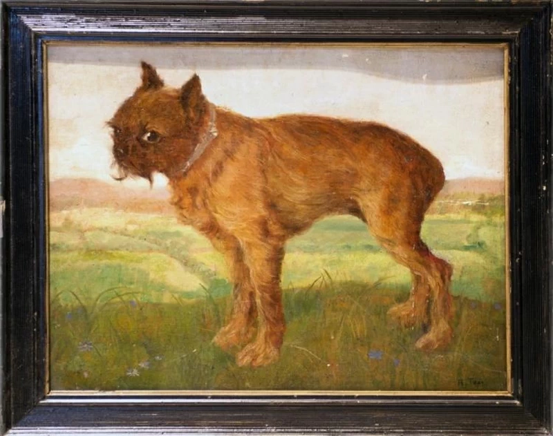 Il cane